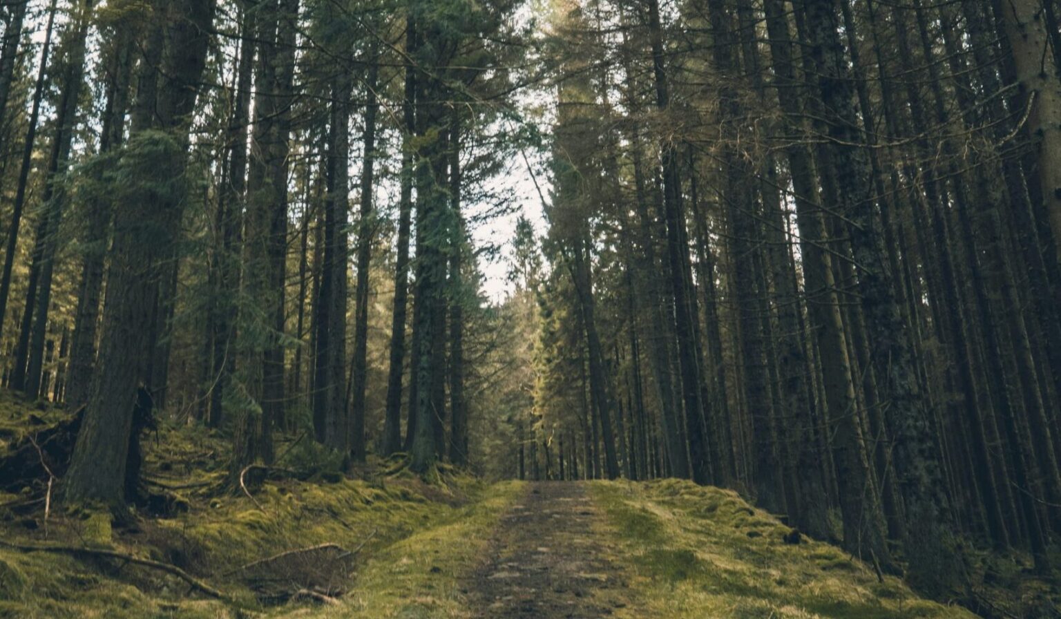 A woodland trail for walking in Kielder