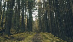 A woodland trail for walking in Kielder