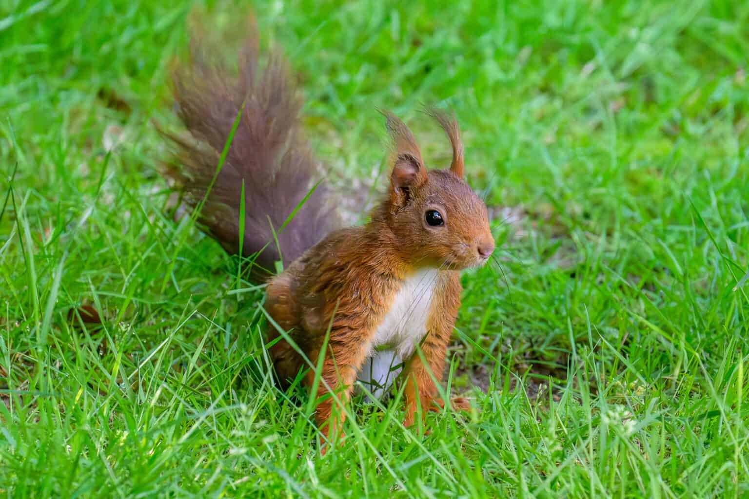 Red squirrels in Kielder Forest among short grass.