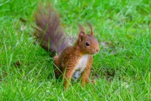 Red squirrels in Kielder Forest among short grass.