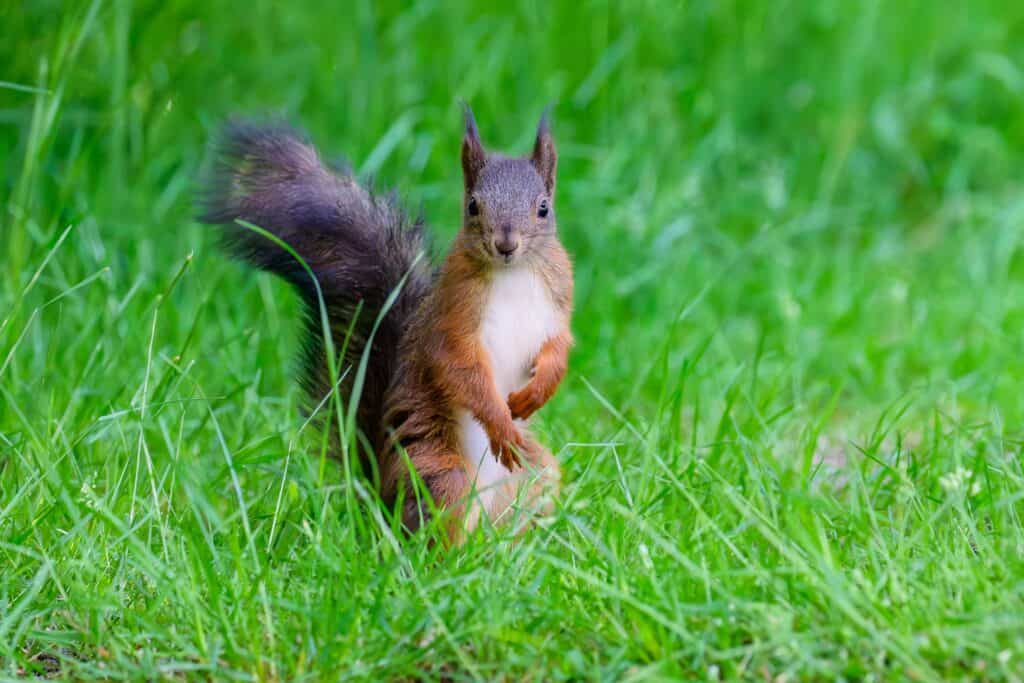 Red squirrels in Kielder Forest, playing among short grass